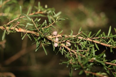 Leptospermum polygalifolium, photographed by Greg Tasney