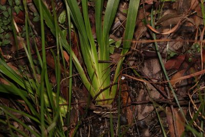 Dianella caerulea, photographed by Greg Tasney