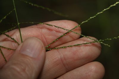 Digitaria parviflora, photographed by Greg Tasney