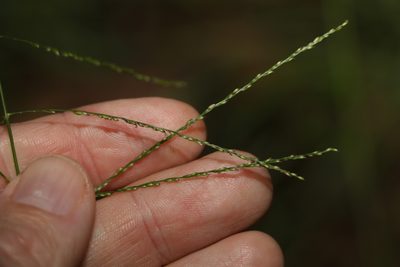 Digitaria parviflora, photographed by Greg Tasney