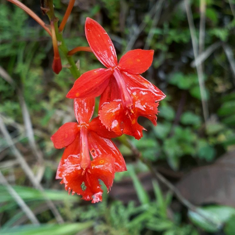 Epidendrum radicans, photographed by Sobeida Morales