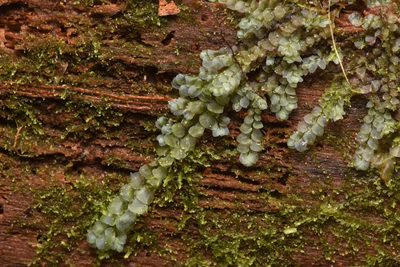 Calypogeia azurea, photographed by Braden J. Judson