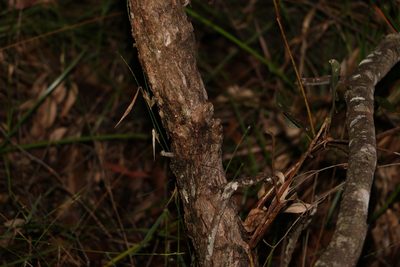 Eucalyptus fibrosa, photographed by Greg Tasney
