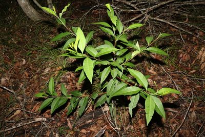 Dodonaea triquetra, photographed by Greg Tasney