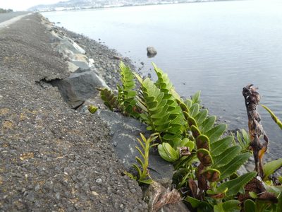 Asplenium obtusatum