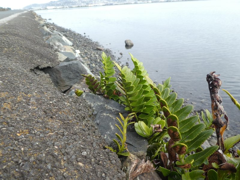 Asplenium obtusatum, photographed by Claas Damken