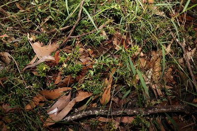 Acrotriche aggregata, photographed by Greg Tasney