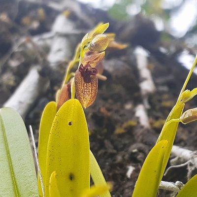 Stelis segoviensis, photographed by Sobeida Morales