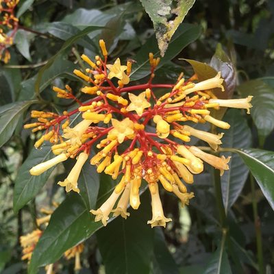 Palicourea padifolia, photographed by Sobeida Morales