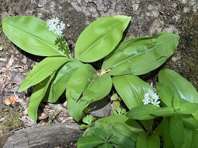 Clintonia umbellulata, photographed by ladyjanaye