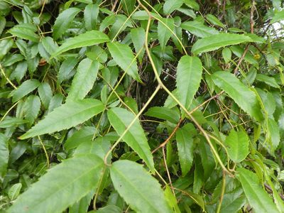Rubus cissoides, photographed by Claas Damken