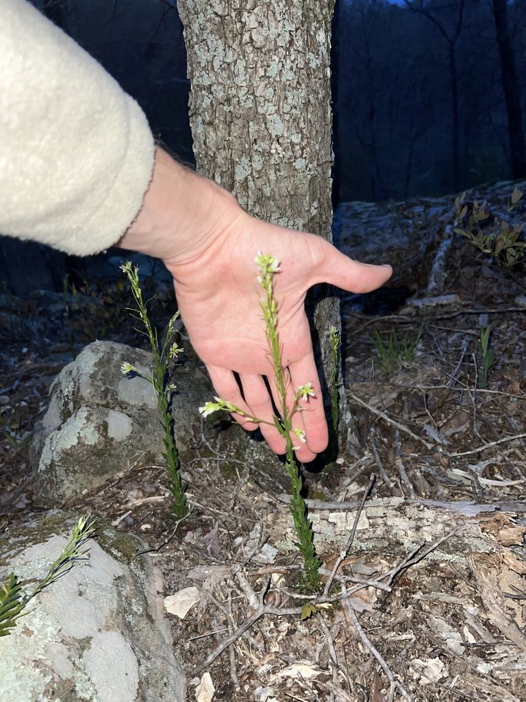 Borodinia missouriensis, photographed by Nathan Aaron