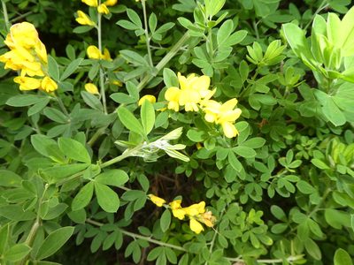 Genista stenopetala, photographed by Claas Damken