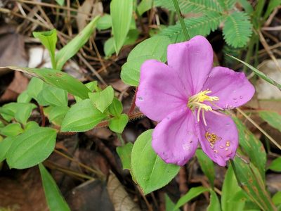 Heterotis rotundifolia, photographed by Tom Field