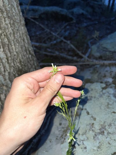 Borodinia missouriensis, photographed by Nathan Aaron