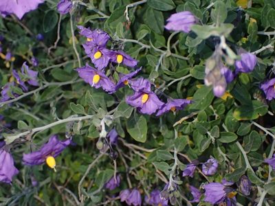 Solanum umbelliferum, photographed by George Williams