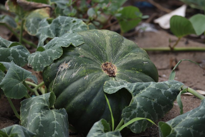 Cucurbita moschata, photographed by Aitor