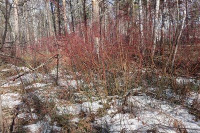 Cornus alba, photographed by Oleg Kosterin