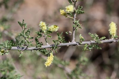 Senegalia greggii, photographed by Andrew Meeds