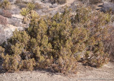 Juniperus californica, photographed by Tim Messick