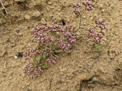 Chorizanthe staticoides, photographed by Zack Abbey