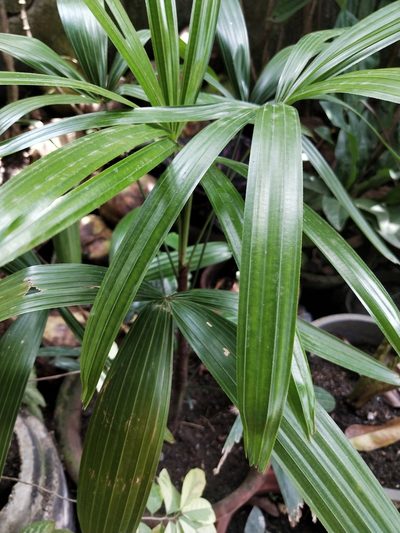 Rhapis excelsa, photographed by Greg III Espera