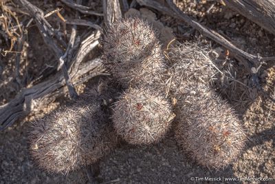 Pelecyphora alversonii