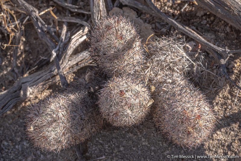 Pelecyphora alversonii, photographed by Tim Messick
