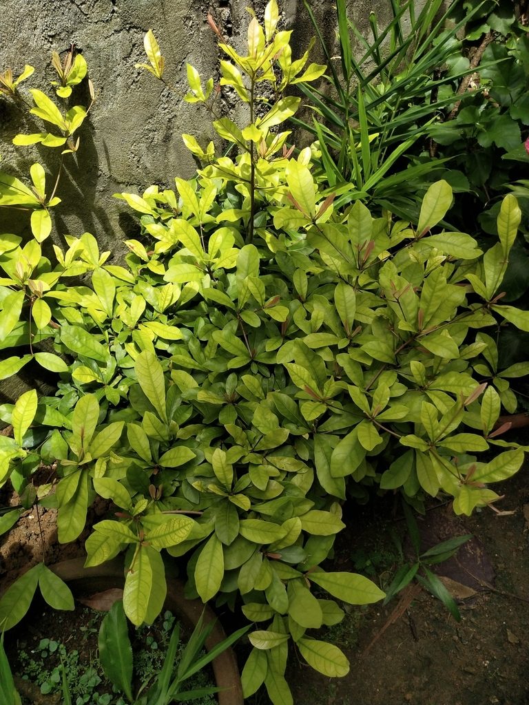 Synsepalum dulcificum, photographed by Greg III Espera