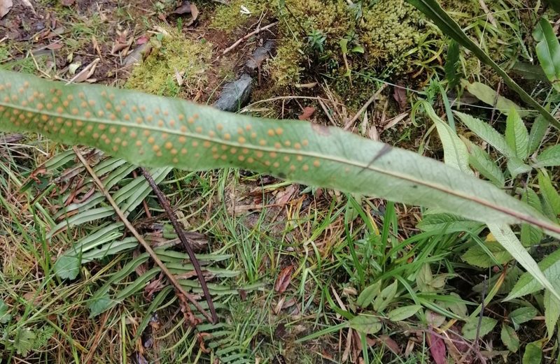 Campyloneurum amphostenon, photographed by Alfredo F. Fuentes Claros