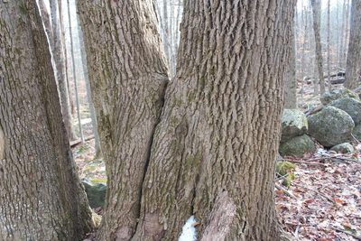 Fraxinus americana, photographed by Steven Lamonde