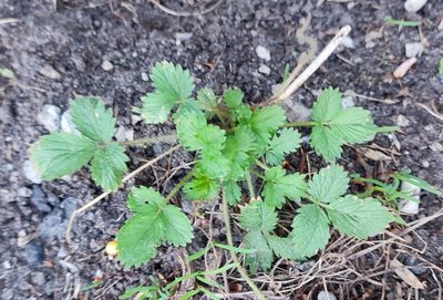 Potentilla norvegica, photographed by Yurii Basov