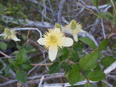 Clematis lasiantha, photographed by George Williams