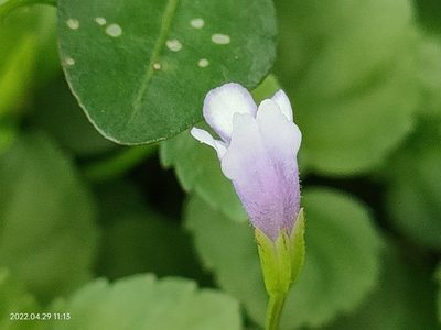 Torenia crustacea, photographed by Ong Jyh Seng