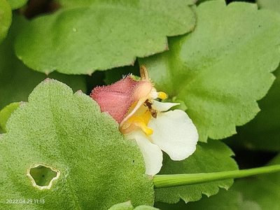 Torenia polygonoides, photographed by Ong Jyh Seng