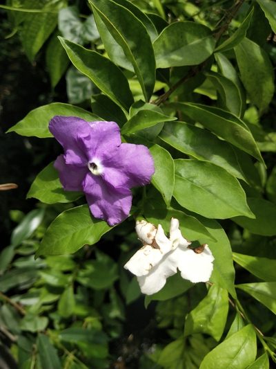 Brunfelsia pauciflora, photographed by Greg III Espera