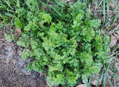 Potentilla tobolensis, photographed by Yurii Basov