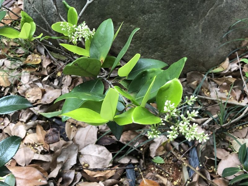 Ligustrum japonicum, photographed by Mingye Wang
