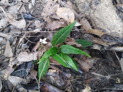 Pseuderanthemum variabile, photographed by Steve Fitzgerald