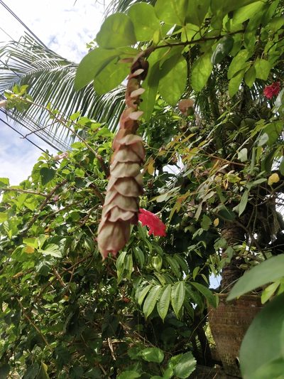 Gmelina philippensis, photographed by Greg III Espera