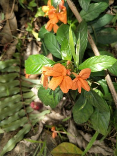 Crossandra infundibuliformis, photographed by Greg III Espera