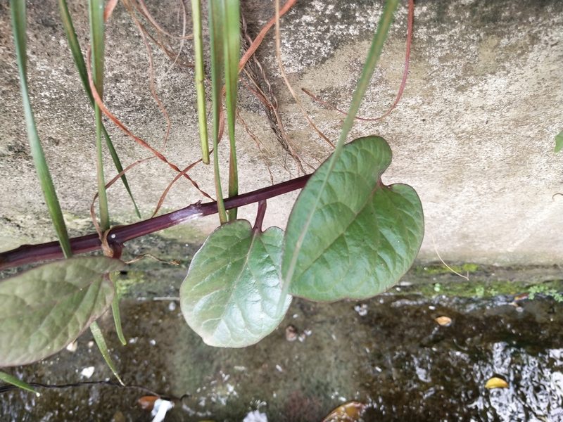 Basella alba, photographed by Greg III Espera