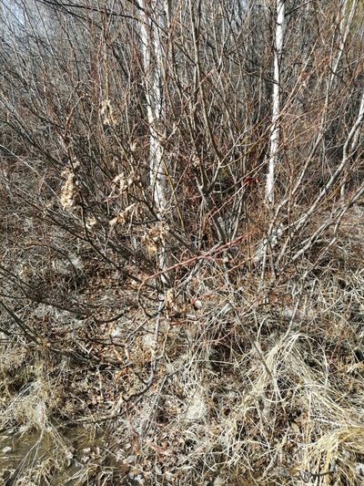 Salix pseudopentandra, photographed by Roman A. Lagazyuk (Роман А. Лагазюк)