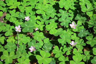 Oxalis smalliana, photographed by P Holroyd