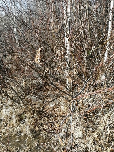Salix pseudopentandra, photographed by Roman A. Lagazyuk (Роман А. Лагазюк)