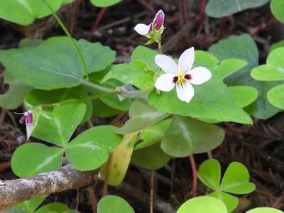 Viola ocellata, photographed by P Holroyd