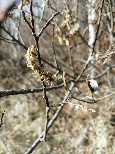 Salix pseudopentandra, photographed by Roman A. Lagazyuk (Роман А. Лагазюк)