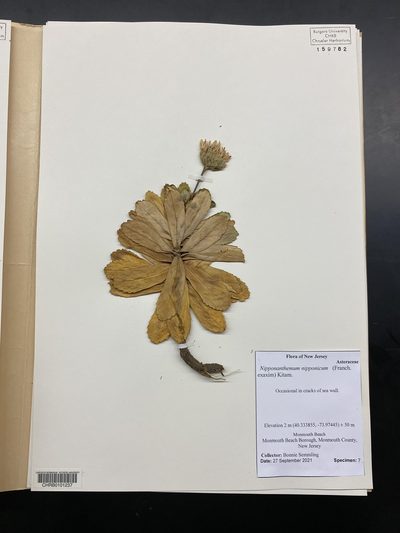 Nipponanthemum nipponicum, photographed by Bonnie Semmling
