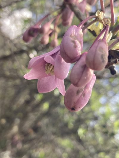 Stauntonia latifolia, photographed by John Kenrick Gibson