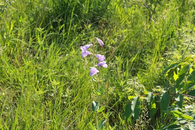 Penstemon bradburyi, photographed by Rose Zappa